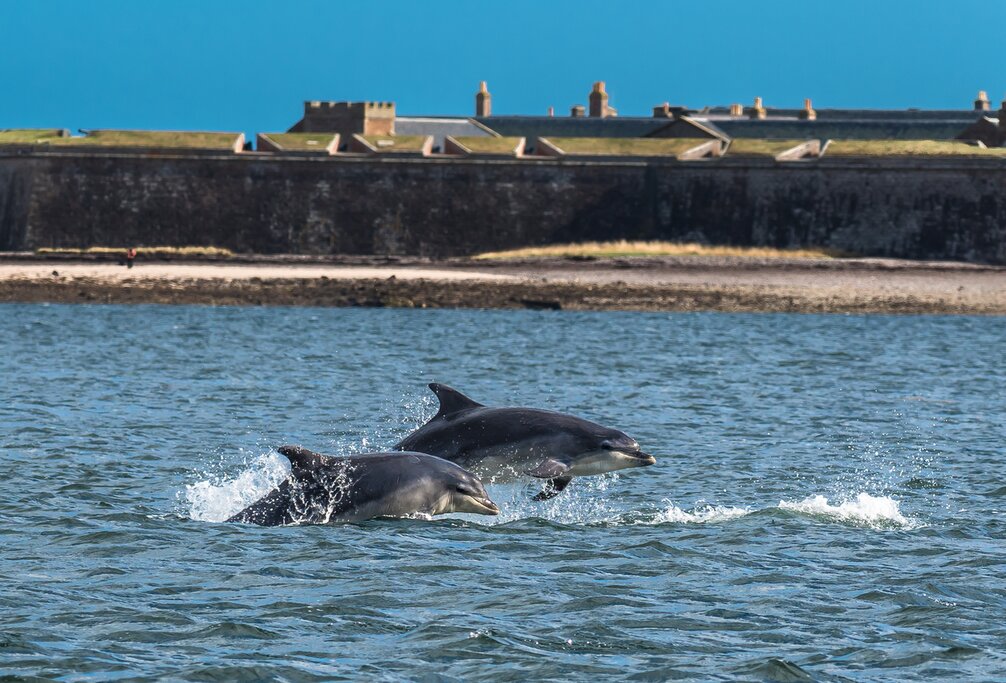 Team Of Bottlenose Dolphin Jumping In The Moray Firth In Front Of Fort George Near Inverness