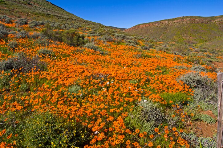 Spring Wild Flowers