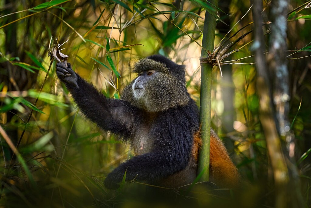 Observe golden monkeys in Mgahinga National Park