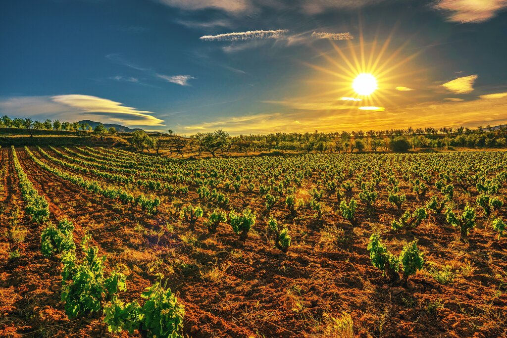 Vineyards in La Rioja