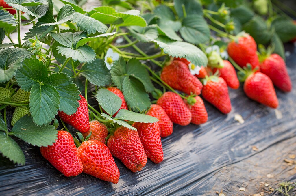 Winter in Korea: Strawberry Picking, Nami Island, and More