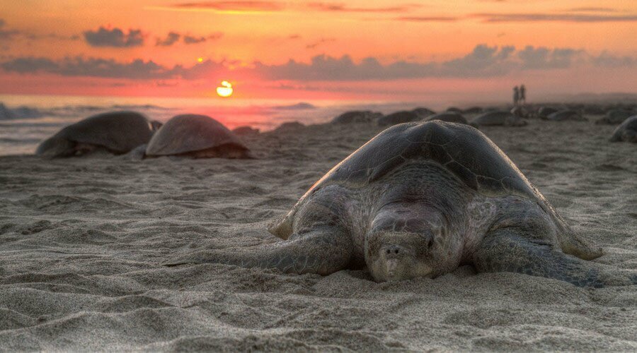 Release baby sea turtles on the beach