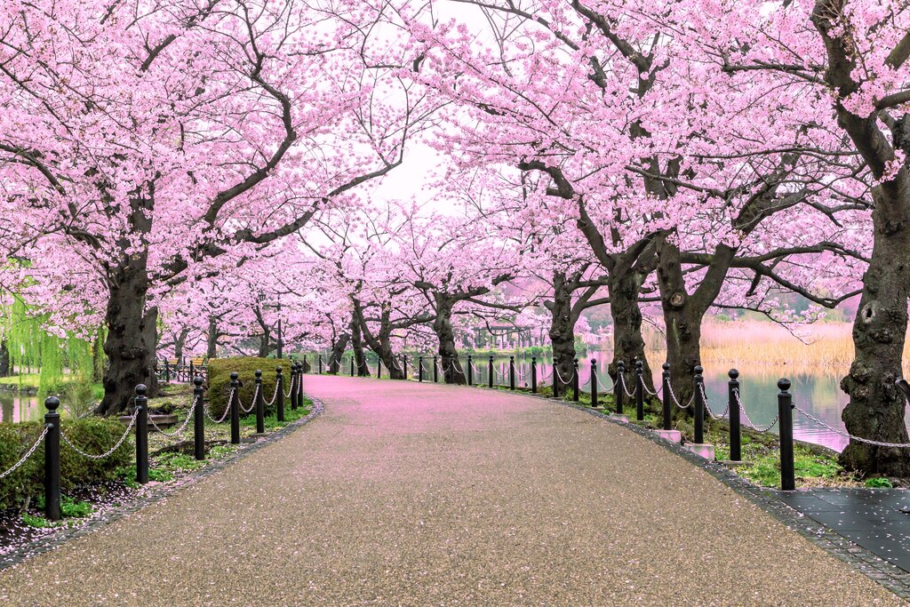 Cherry blossoms in Tokyo