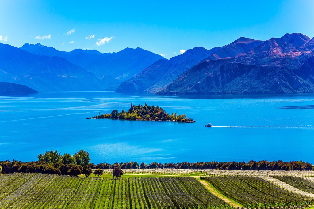 wanaka vineyard