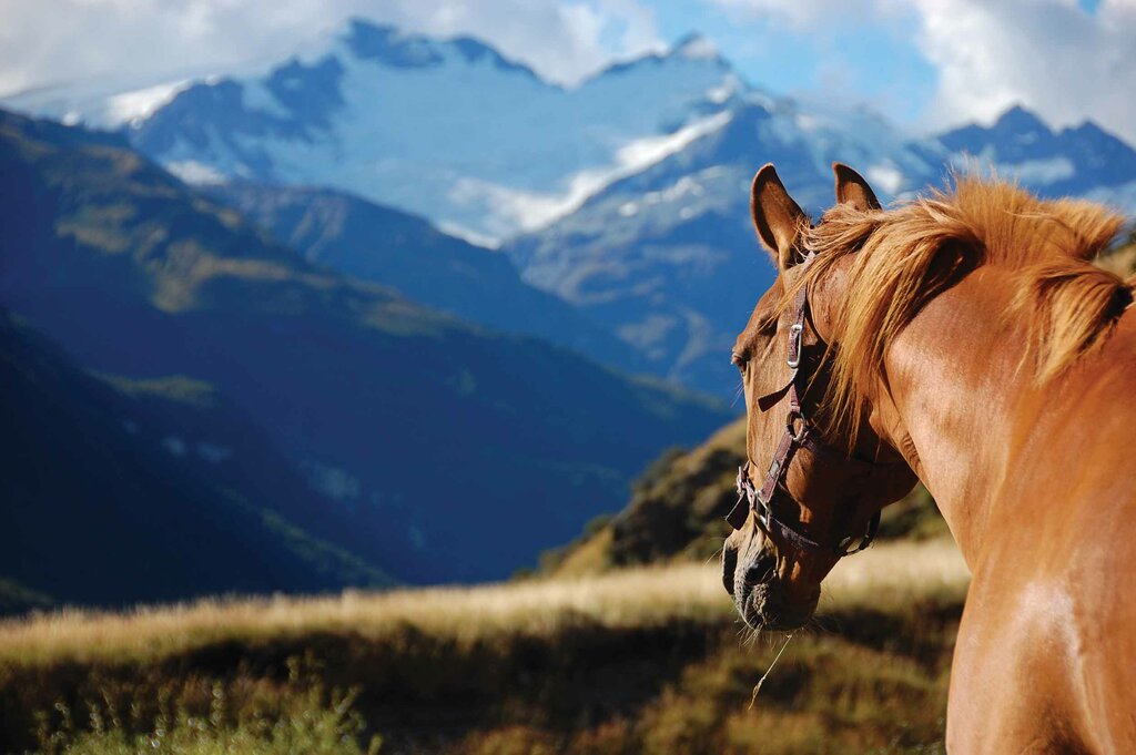 High Country Horses Glenorchy - Rees River Trail - Half-Day Trip