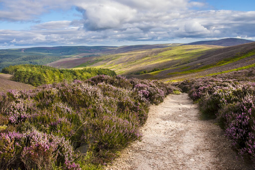 Cairngorms National Park Wildlife tour with a specialist