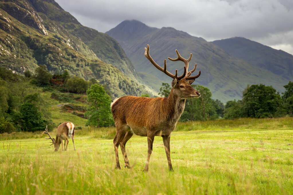 Spot red deer on a hike through Cairngorms National Park 