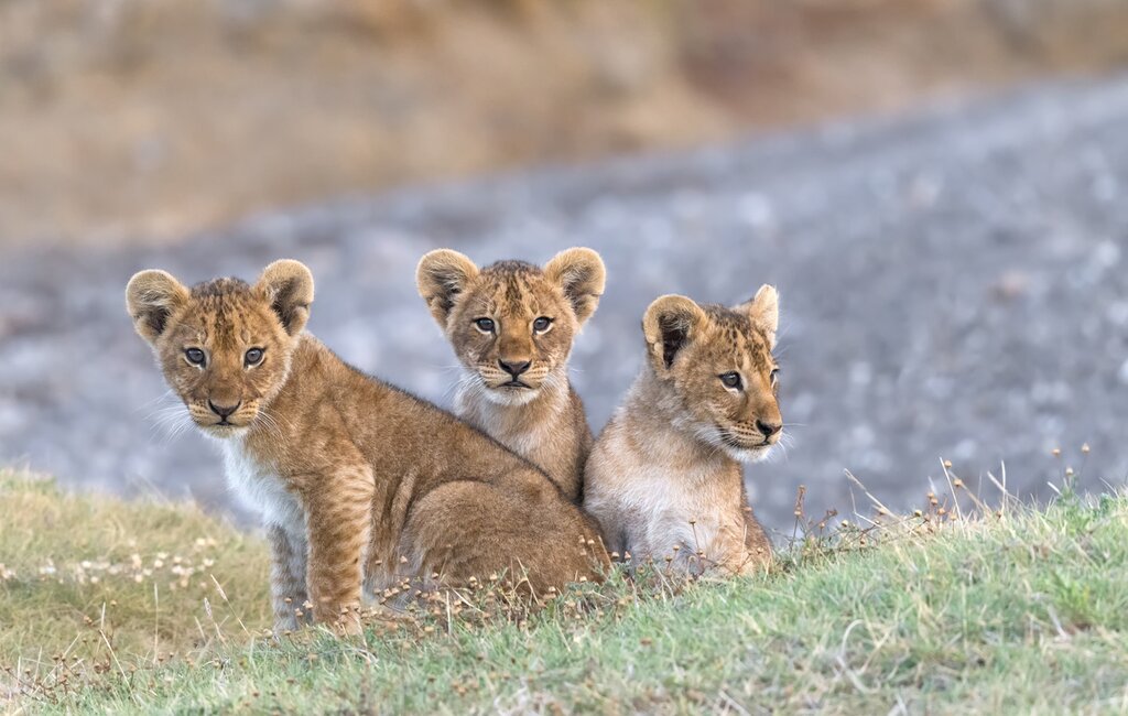 Activities at Kapama Game Reserve
