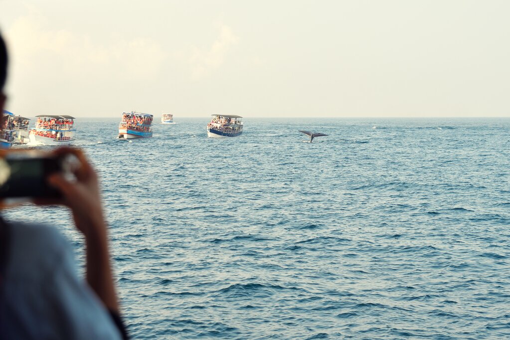 Whale Watching Tour in Mirissa - Shared Boat