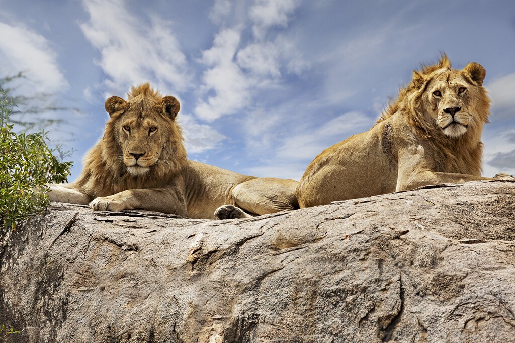 Experience the safari of a lifetime as you spot lions on the Serengeti plains