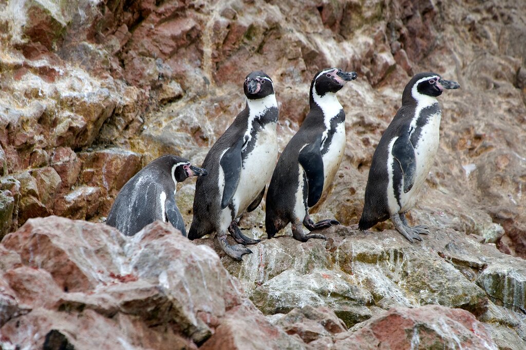 Humboldt penguins on the Ballestas Islands