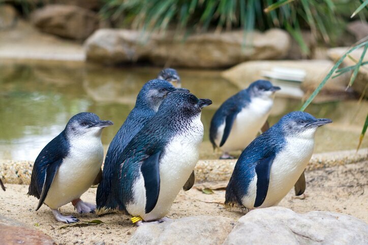 See New Zealand's little blue penguins