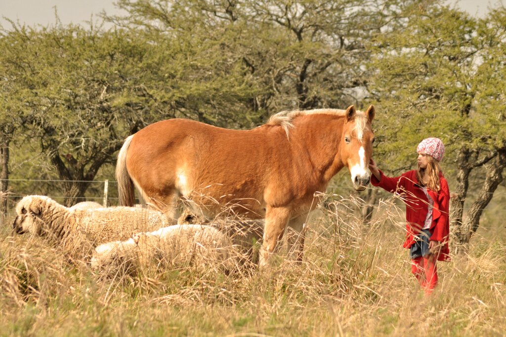 Spend a day making friends with the horses and sheep of a traditional estancia