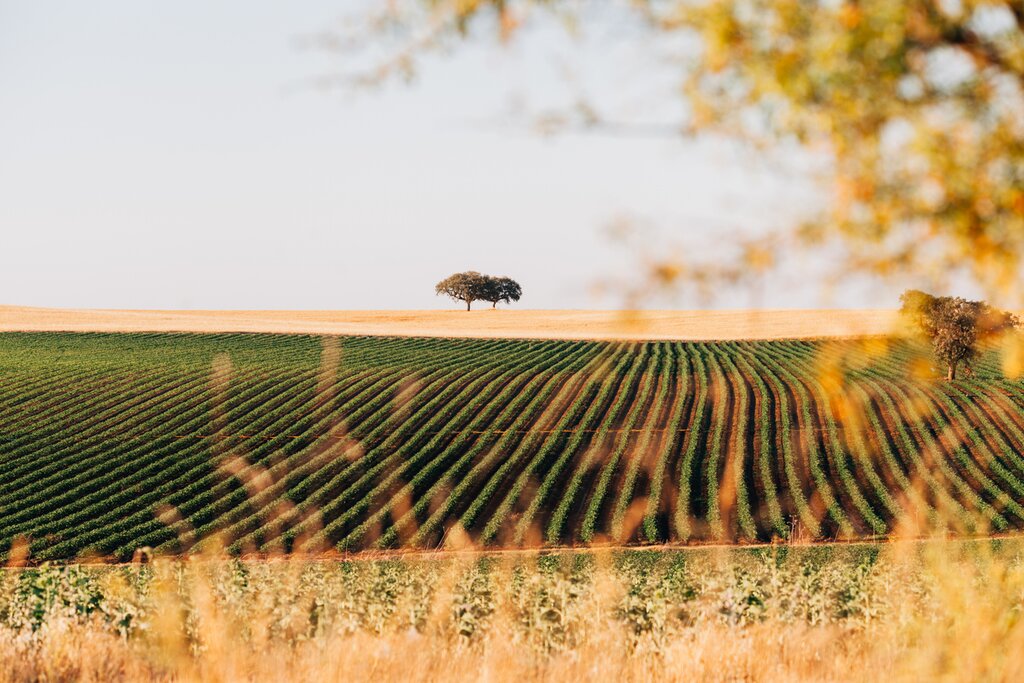 Explore the gastronomic heritage of the Alentejo on a private tour