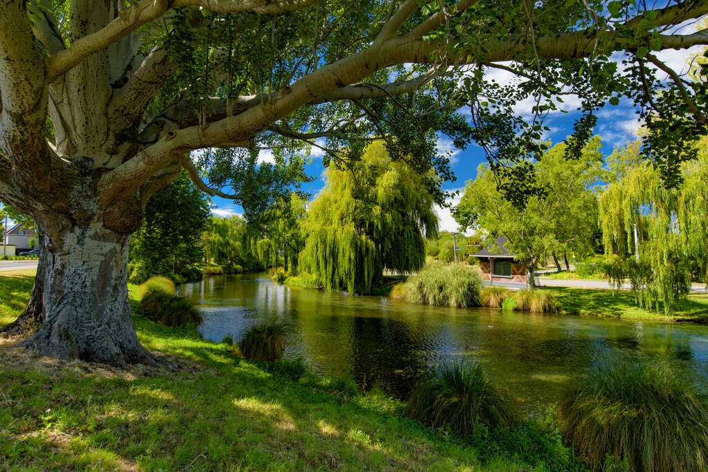 A large tree in the foreground hangs over the Avon River in Christchurch