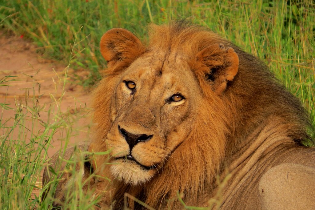 A male lion rests in Ruaha National Park 