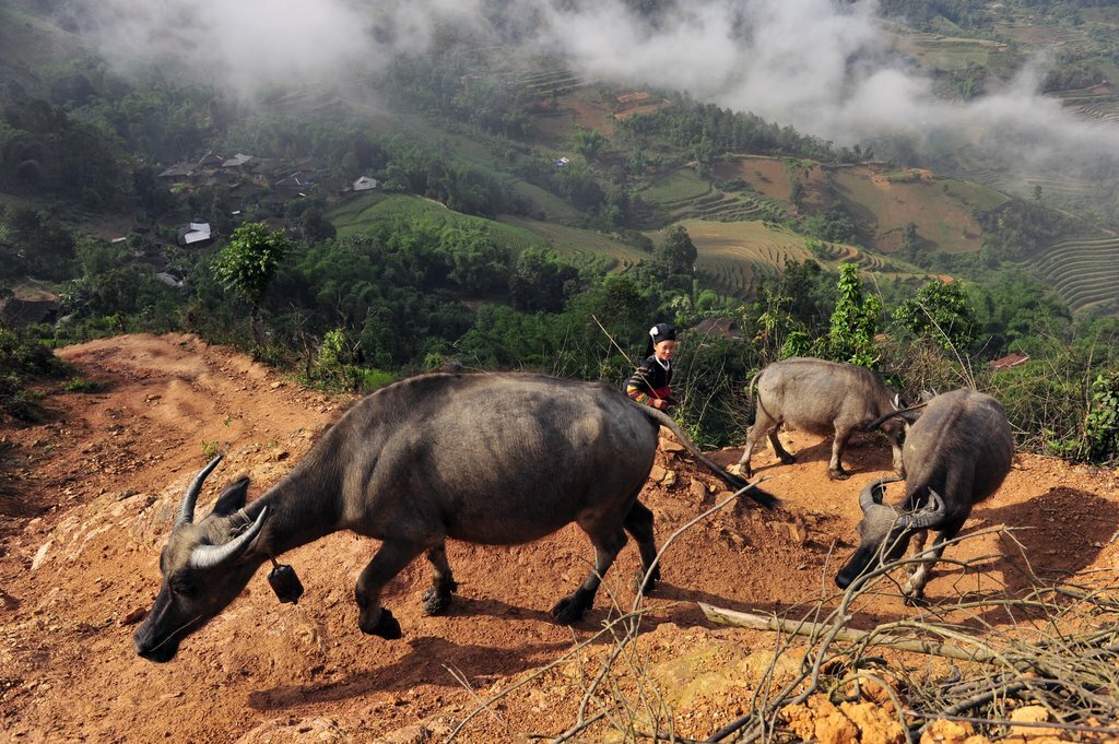 Hmong woman moving her herd