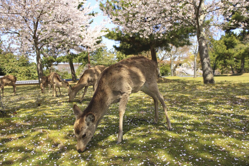 Nara Park