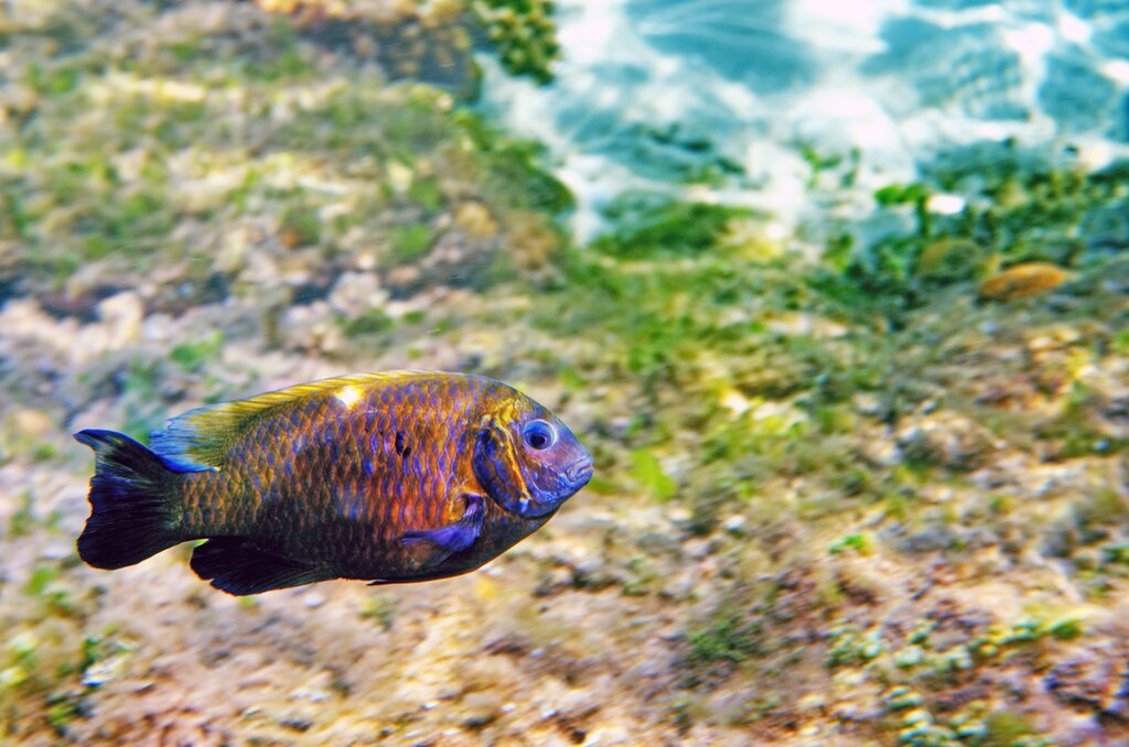 fish in the Sulu Sea off of Lankayan Island
