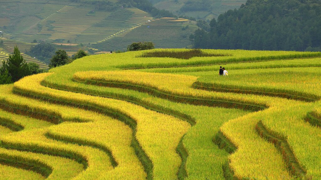 Trek Along the Rice Terraces in Muong Hoa Valley - Visit  Lao Chai and Ta Van Villages