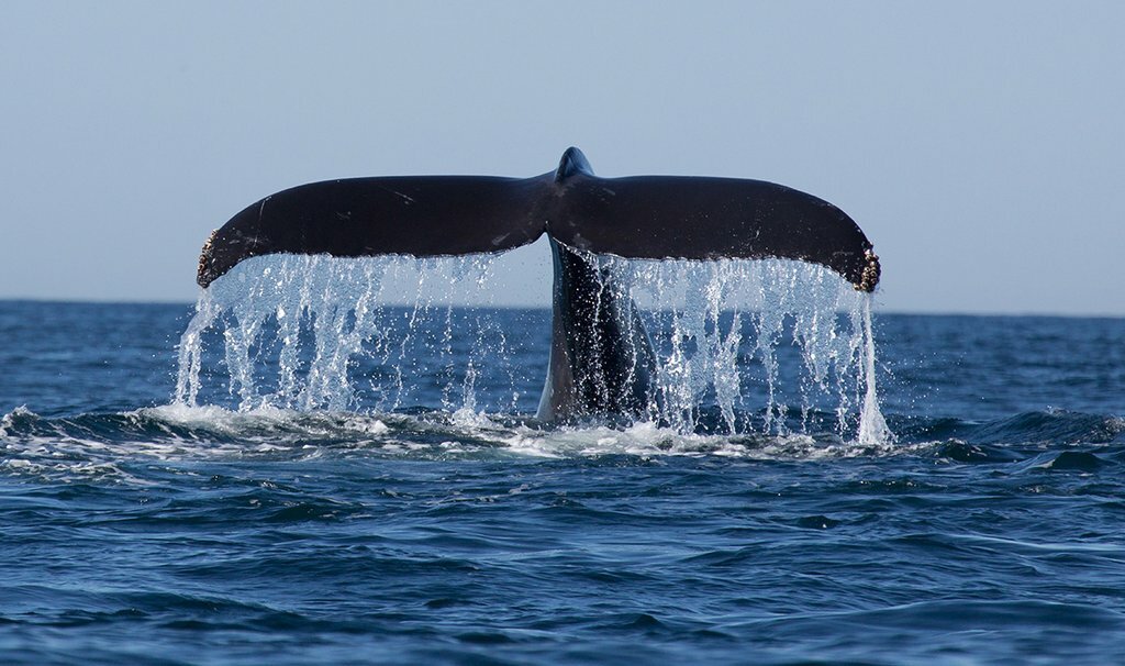 A blue whale off the coast of Mirissa