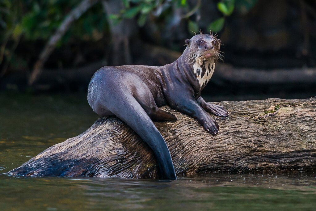 A giant river otter sits in a sphinx pose on a log in the Peruvian Amazon