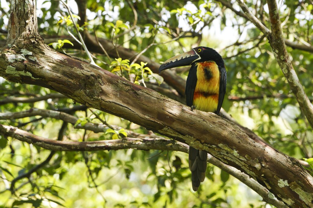 Soberania national park