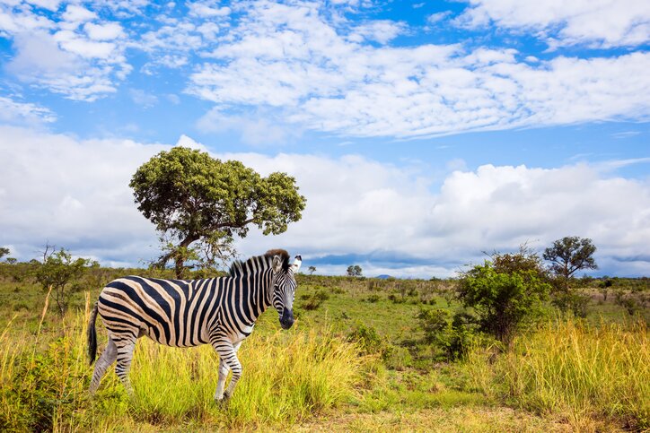 Cape Town to Thornybush Game Reserve
