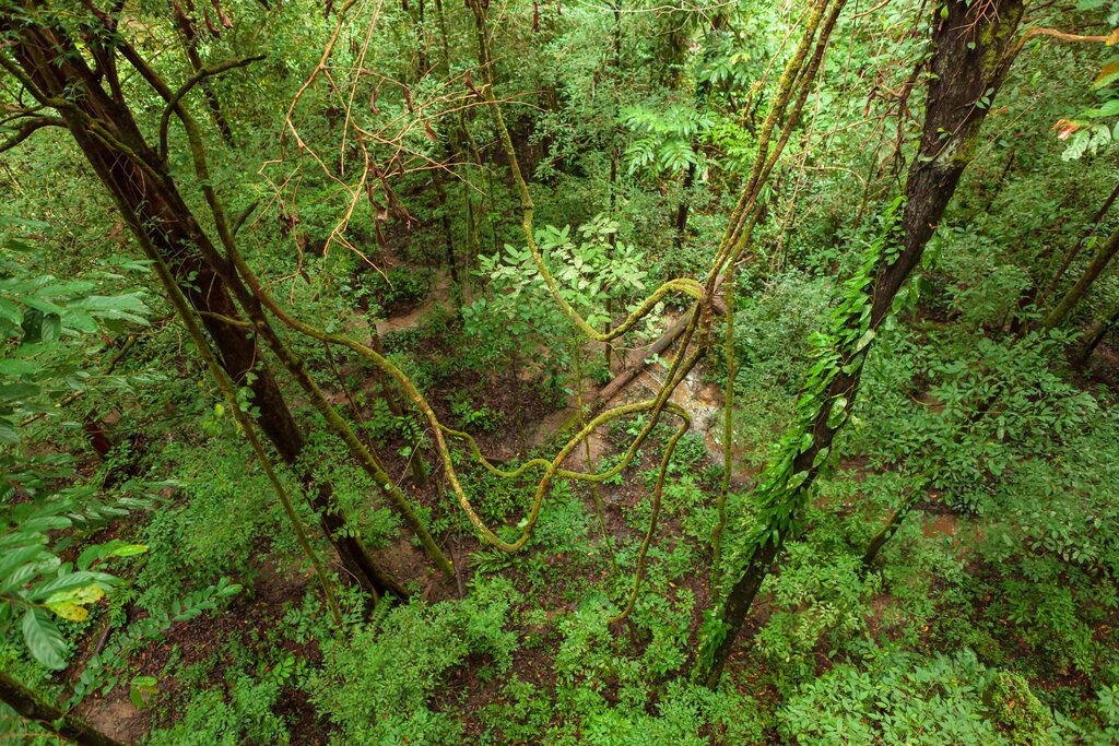 Gunung Mulu National Park