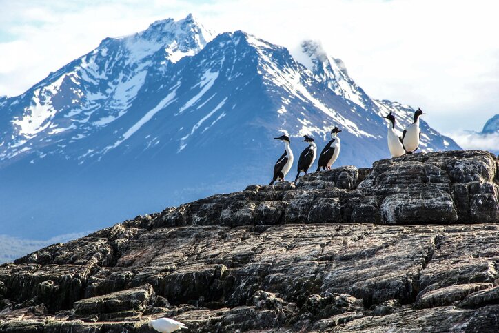 Explore Patagonia's Wildlife & Landscapes - 15 Days