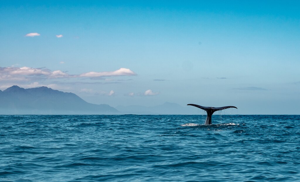 A sperm whale tail breeching in the water with the Kaikoura ranges in the background