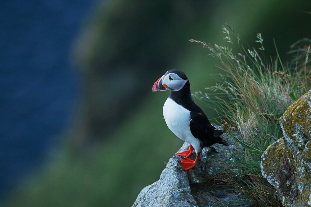 Day Trip to Runde island