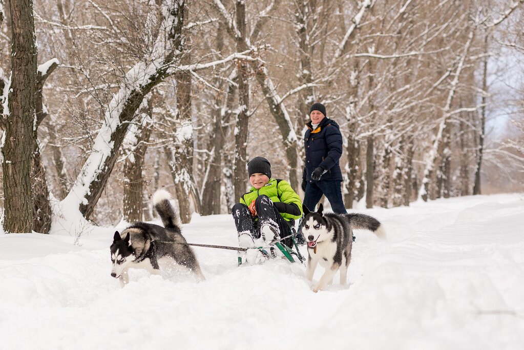 Take the family dogsledding