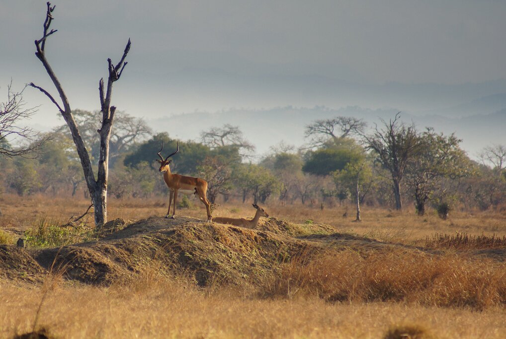 Impala in Mikumi