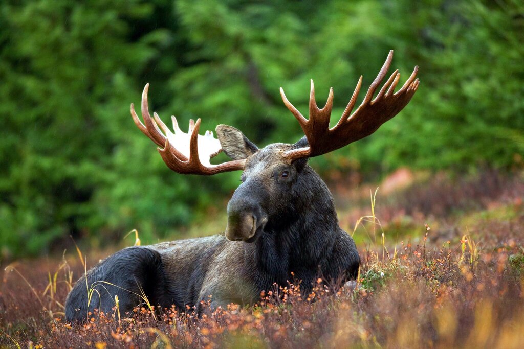 Skullaryd Moose Park