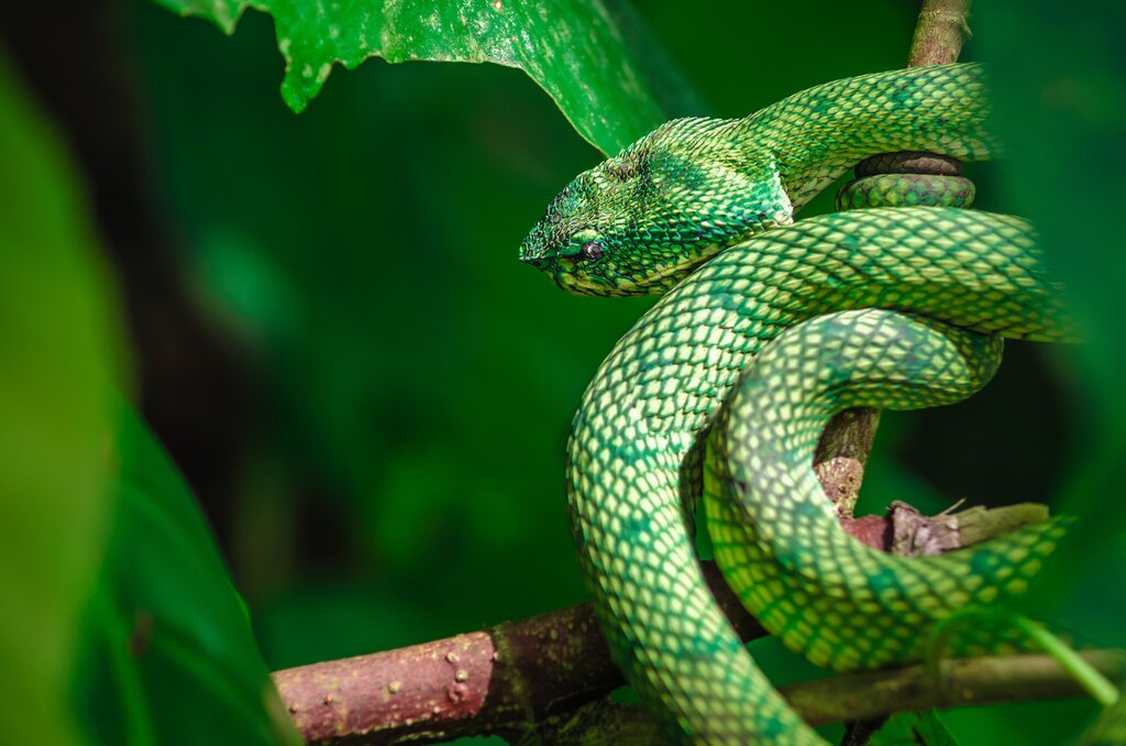 Kuching: Bako National Park