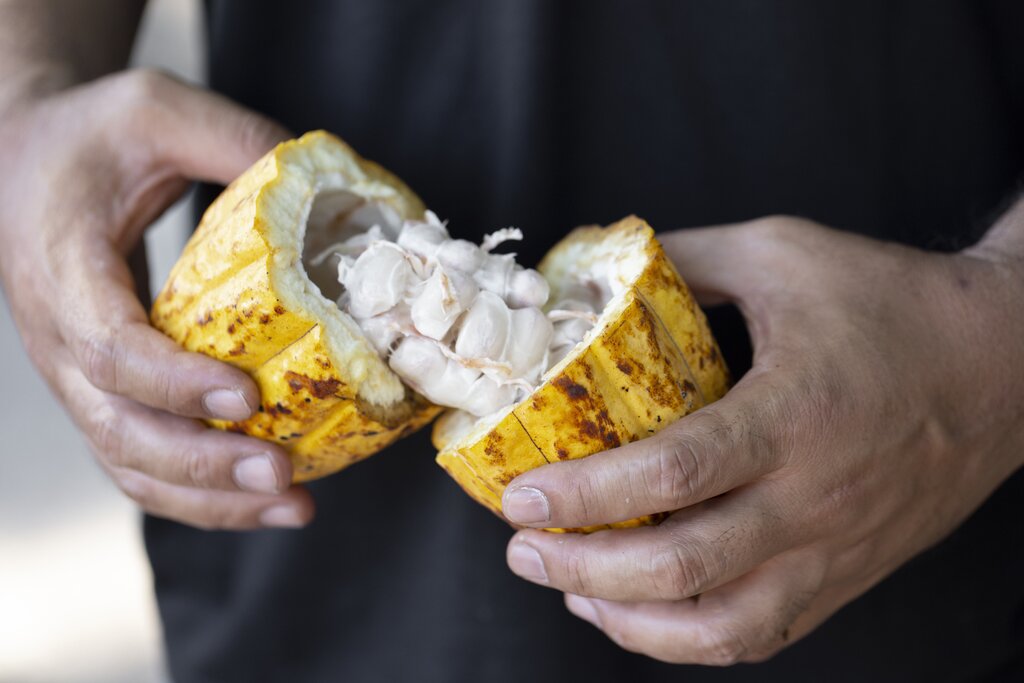 Cacao Workshop & Dolphin Bay