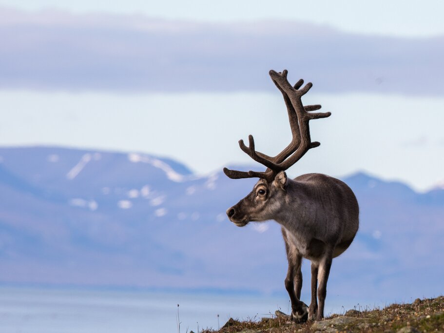 Reindeer