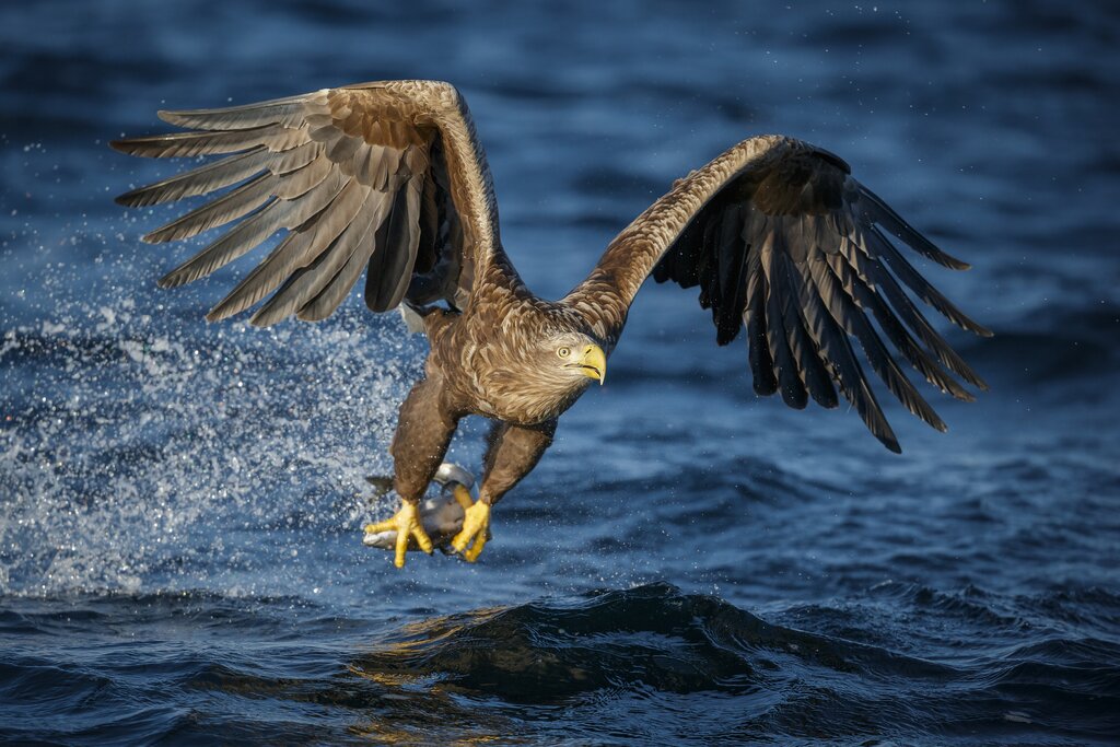 Watch as white-tailed eagles snatch fish from the sea close to the boat