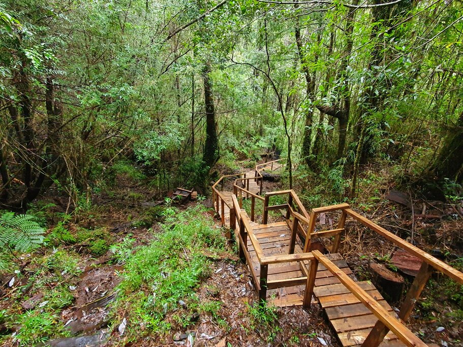 Trekking through Alerce Andino National Park