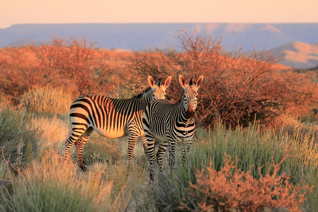 Strike out on safari in two of the country's best wildlife-watching locations