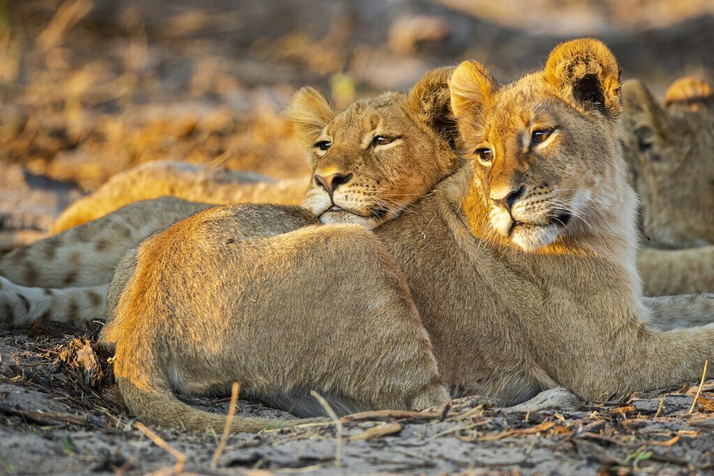 Lions in the Serengeti