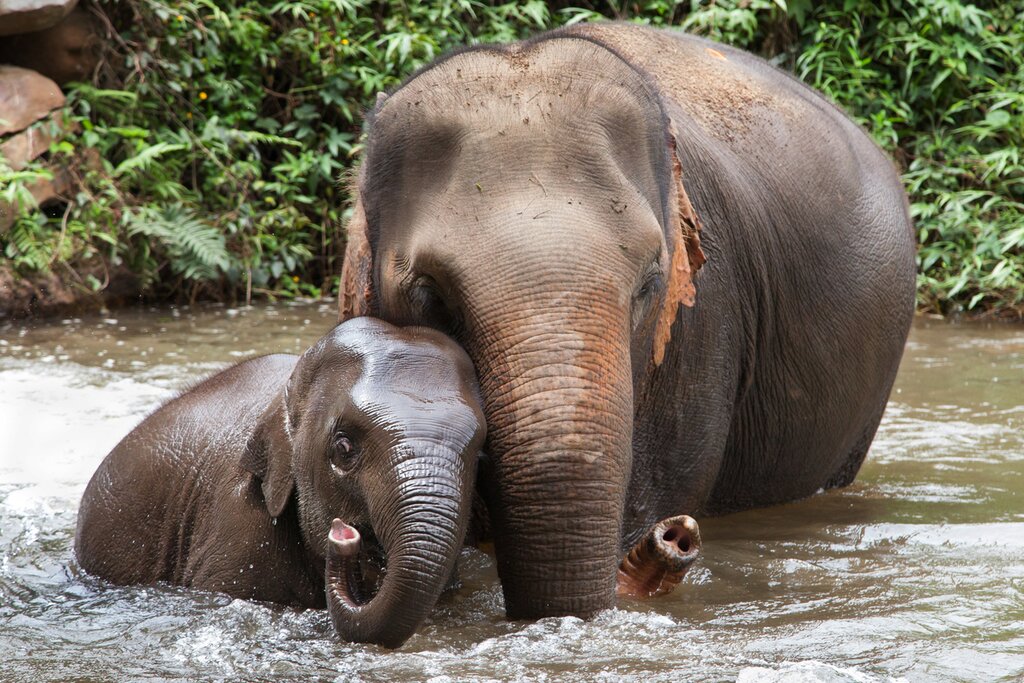 Visit an Elephant Sanctuary