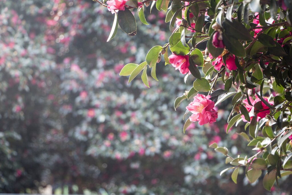 Autumn in Jeju: Camellia Hill and Greentea Plantation