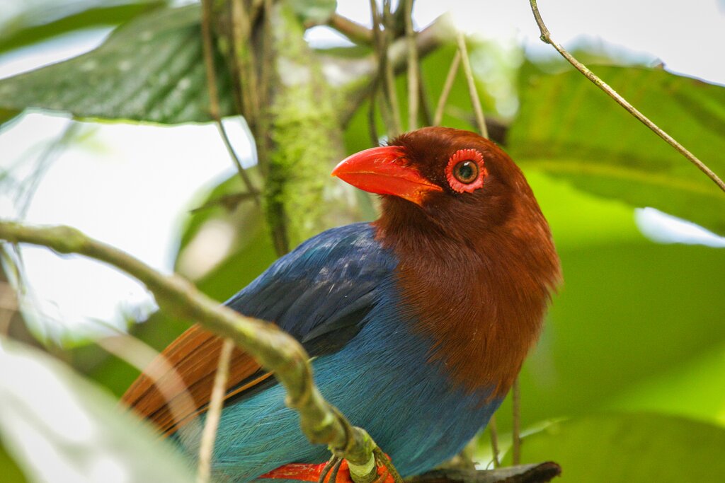 Sri Lankan endemic Ceylon Blue Magpie Urocissa ornata