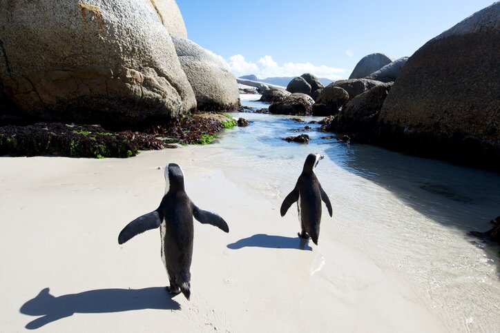 Cape Point, Penguins, and Playgrounds