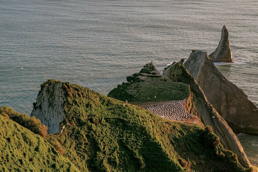 See gannet colonies on the dramatic clifftops of Cape Kidnappers (photo courtesy of Rosewood Cape Kidnappers)