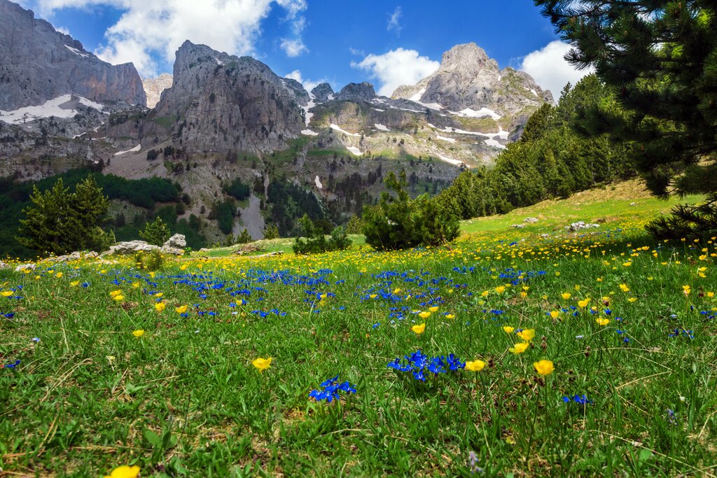 Spring blossoms blanket the foothills of the Albanian Alps