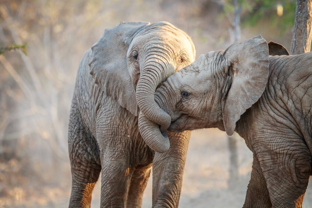 Two young elephants playing in Kruger National Park