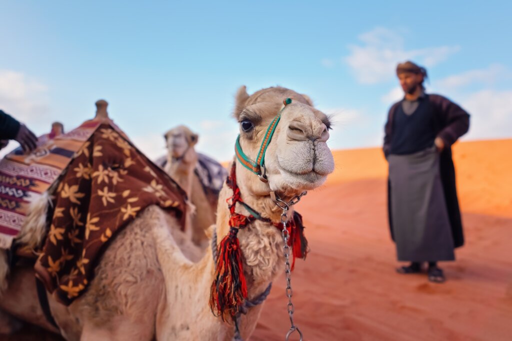 Go on two camel rides across the red desert landscape of the Wadi Rum